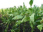 tobacco-16771 150