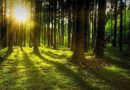Növelték az erdőtelepítéshez igényelhető jövedelempótló támogatásokat
